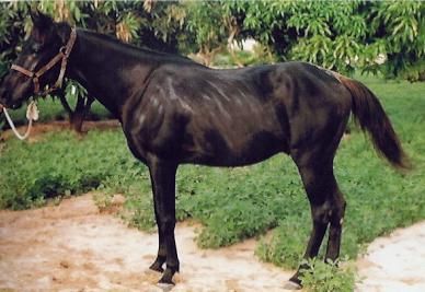 Foutanke Horses